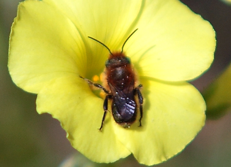 Imenottero dagli occhi verdi: Apidae Megachilinae, maschio